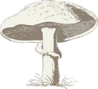Mushroom Poisonous Toxic Stickdatei