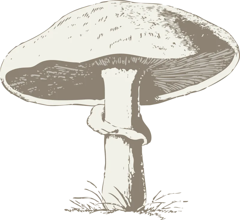 Mushroom Poisonous Toxic Stickdatei – Natur
