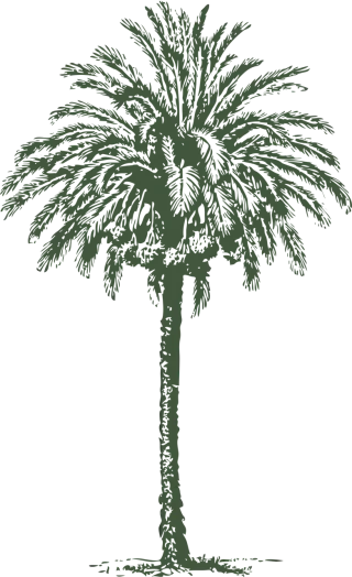 Date Palm Tree Stickdatei