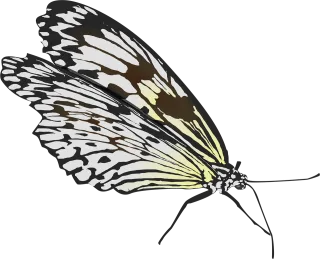 Butterfly Insect Wings Stickdatei