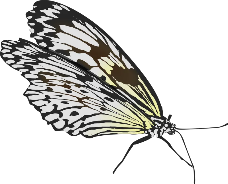 Butterfly Insect Wings Stickdatei – Tiere