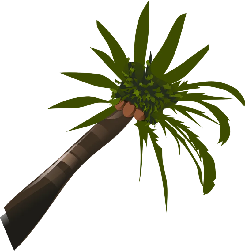 Palms Trees Nature Stickdatei – Natur