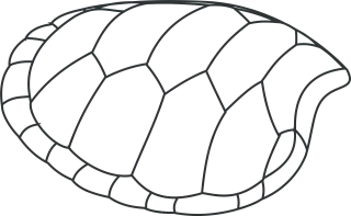 Turtle Shell Patterns Stickdatei