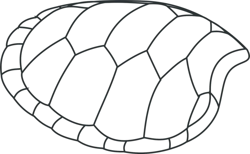 Turtle Shell Patterns Stickdatei – Tiere