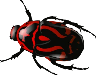 Bug Insect Beetle Stickdatei
