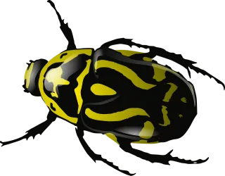 Bug Insect Beetle Stickdatei