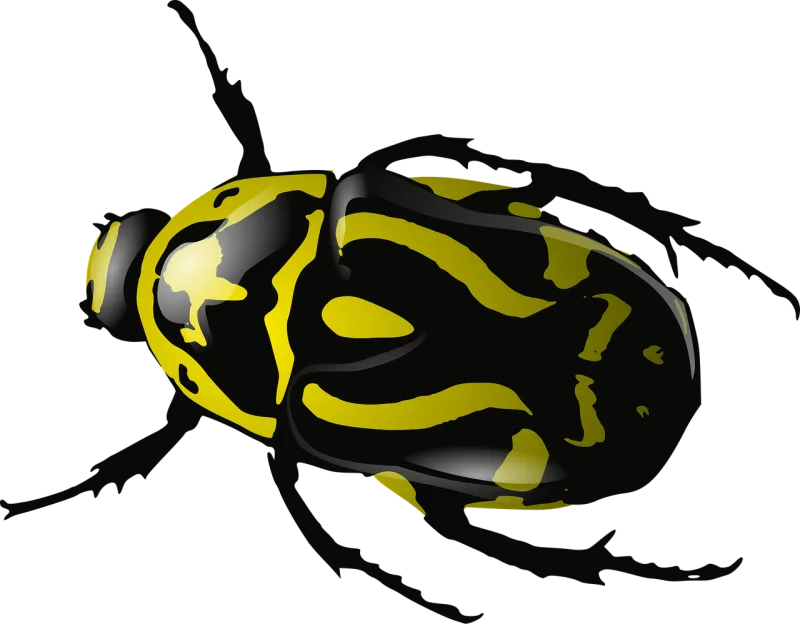 Bug Insect Beetle Stickdatei – Tiere