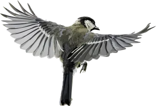 Animal Nature Bird Stickdatei