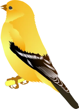 Bird Animal American goldfinch Stickdatei