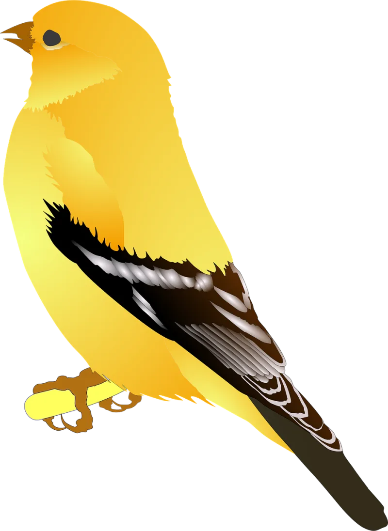 Bird Animal American goldfinch Stickdatei – Tiere