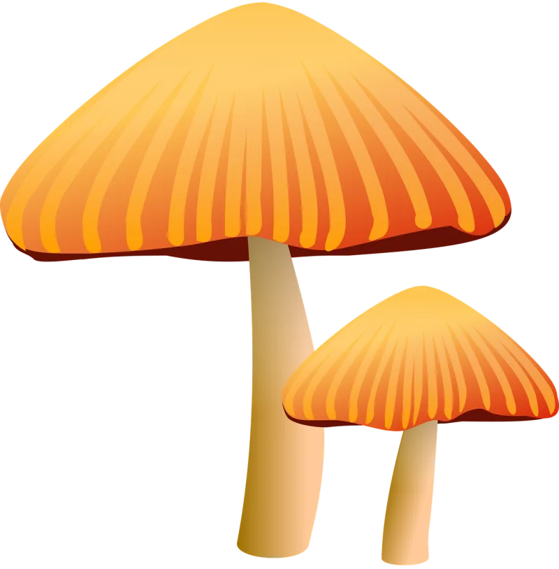 Mushrooms Brown Toadstool Stickdatei – Natur