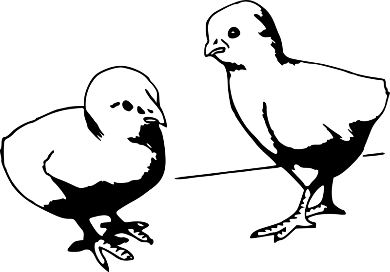 Chicks Poultry Chicken Stickdatei – Natur