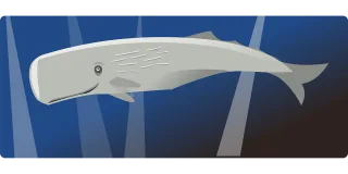 Whale Sea Mammal Stickdatei