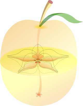 Apple Anatomy Inside Stickdatei