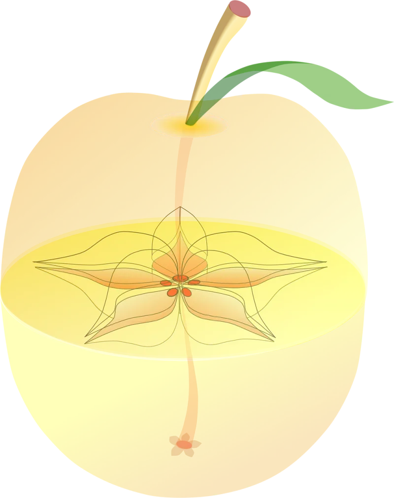 Apple Anatomy Inside Stickdatei – Essen & Trinken