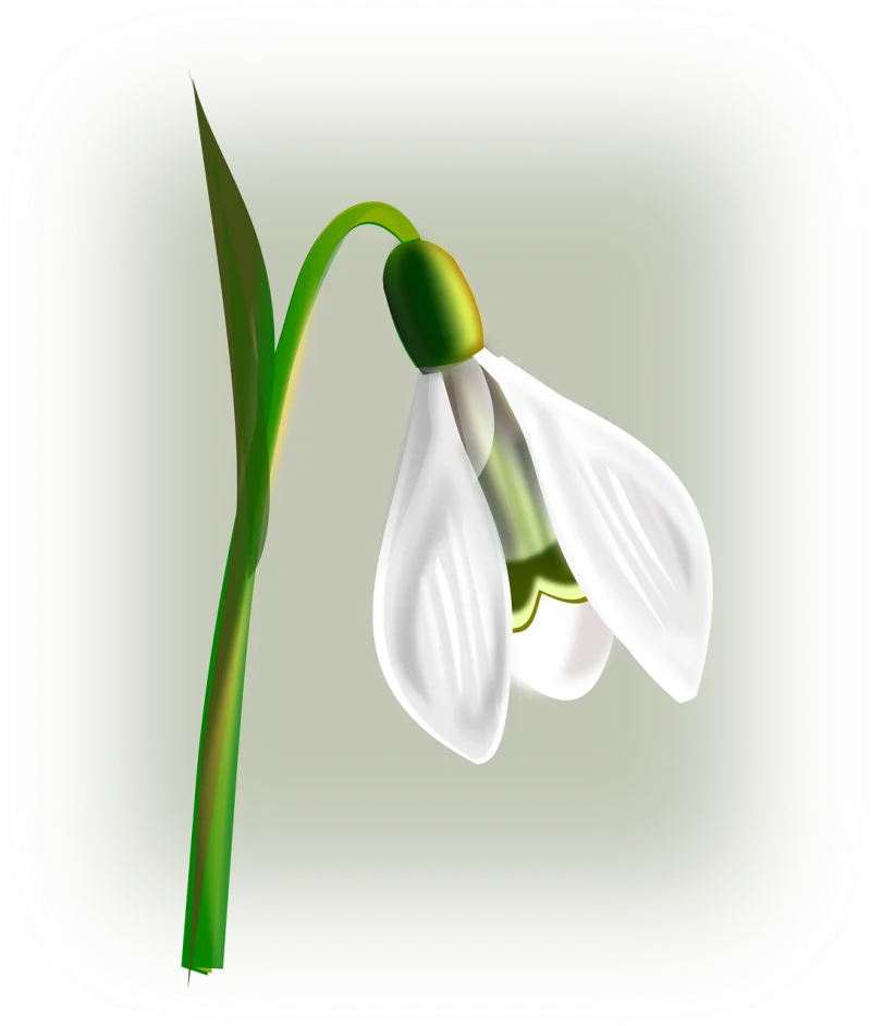 Snowdrop Flower White Stickdatei – Weihnachten