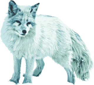 Arctic fox White fox Vixen Stickdatei