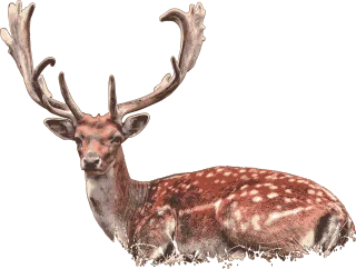Deer Stag Deer lying down Stickdatei