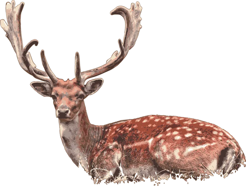 Deer Stag Deer lying down Stickdatei – Tiere