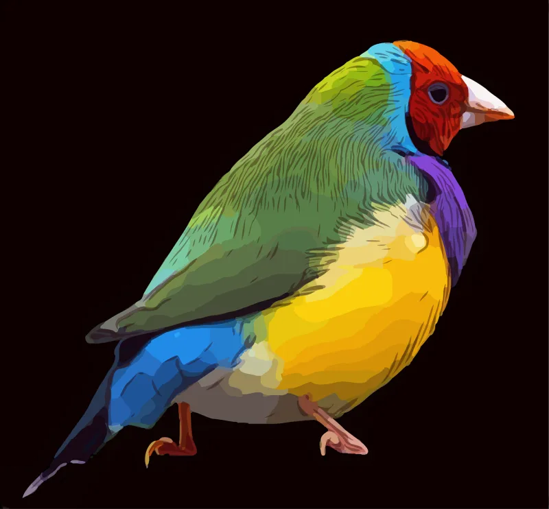 Bird Colorful Feather Stickdatei – Natur