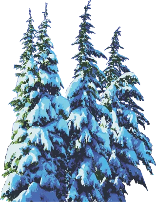Pine trees Snow Winter Stickdatei
