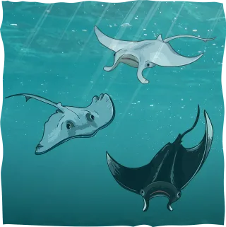 Stingrays Manta rays Underwater Stickdatei