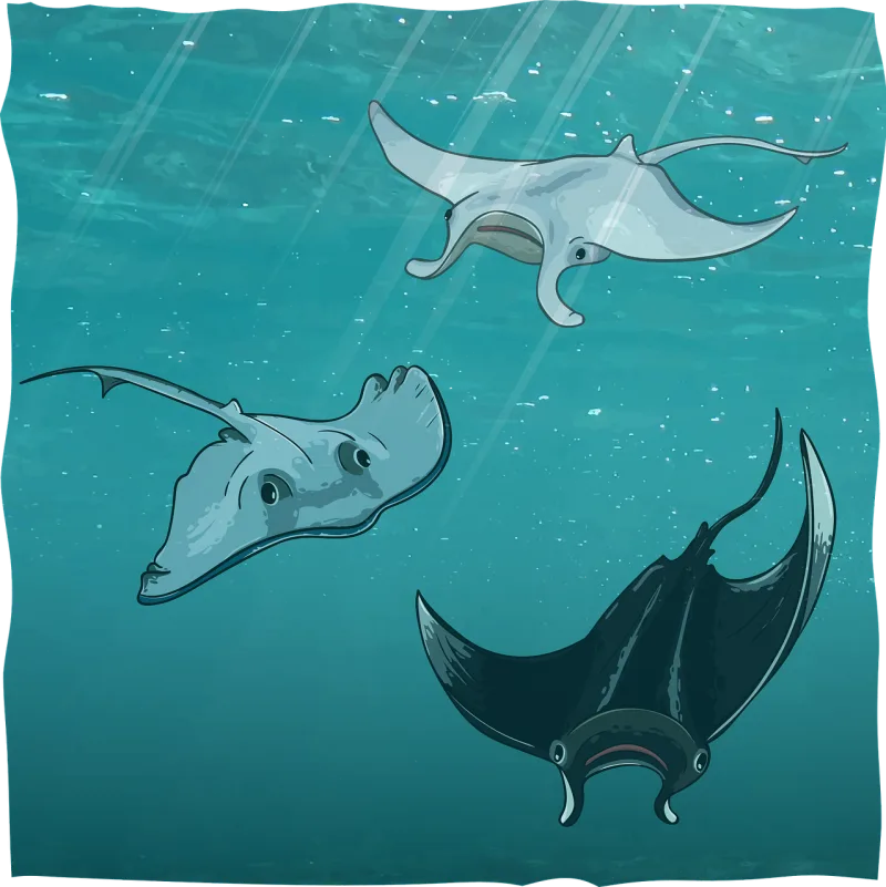 Stingrays Manta rays Underwater Stickdatei – Sport