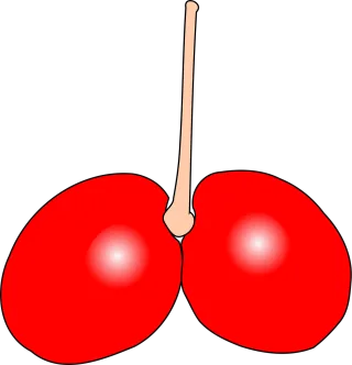Cherry Double Fruit Stickdatei – Essen & Trinken