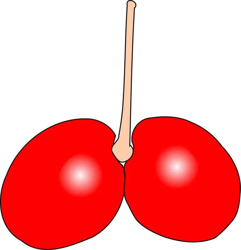 Cherry Double Fruit Stickdatei – Essen & Trinken