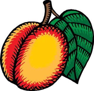 Nectarines Fruit Leaf Stickdatei