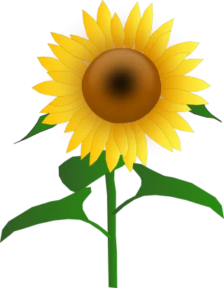 Sunflower Blooms Blossom Stickdatei