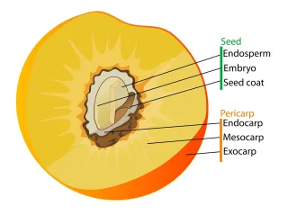 Diagram Fruit Labelled Stickdatei