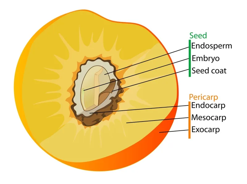 Diagram Fruit Labelled Stickdatei – Essen & Trinken