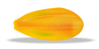 Papaya Fruit Slice Stickdatei