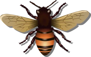 Honeybee Bee Insect Stickdatei