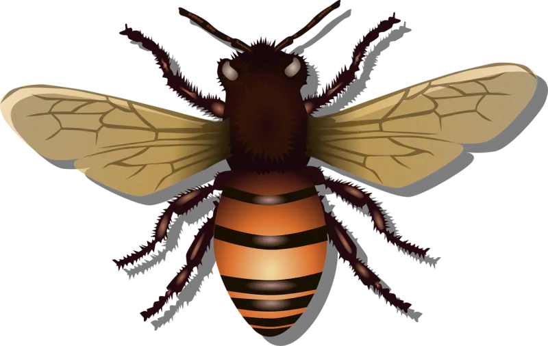 Honeybee Bee Insect Stickdatei – Tiere