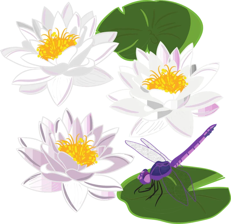 Water lily Lily Flower Stickdatei – Blumen
