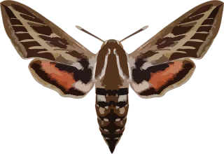 Hyles Butterfly Nature Stickdatei