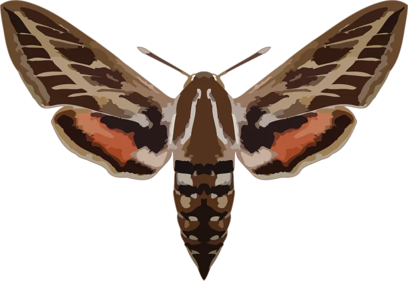 Hyles Butterfly Nature Stickdatei – Tiere