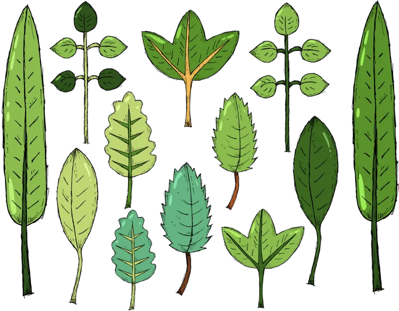 Leaves Foliage Drawing Stickdatei – Natur