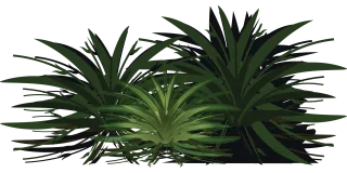 Palm tree Wood Paper Stickdatei