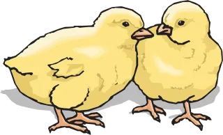 Chicks Baby Chickens Stickdatei