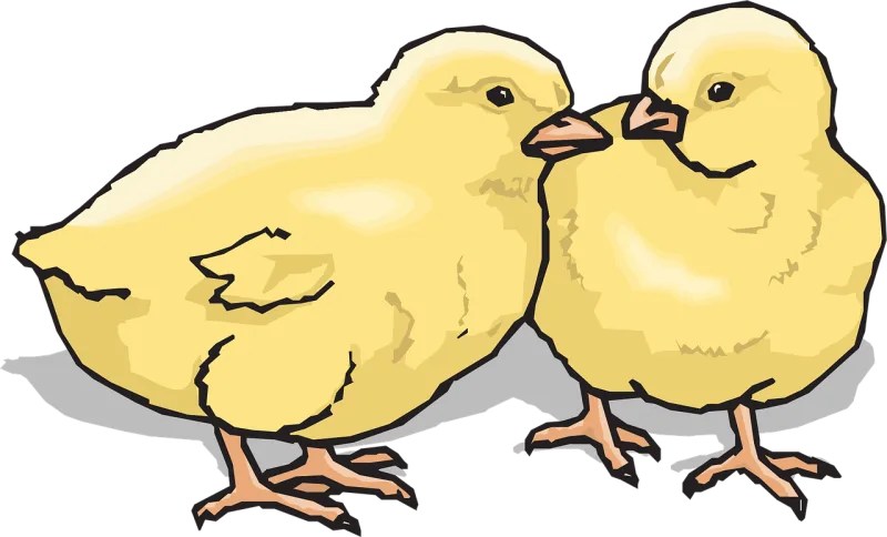 Chicks Baby Chickens Stickdatei – Natur