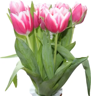 Tulips Nature Flower background Stickdatei