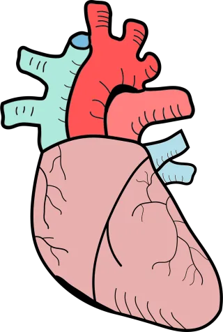 Heart Anatomy Biology Stickdatei