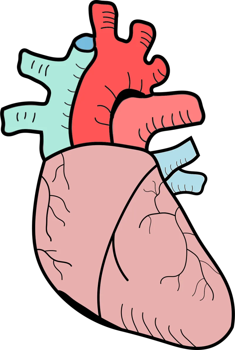 Heart Anatomy Biology Stickdatei – Herzen & Liebe