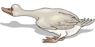 Bird Duck Wings Stickdatei