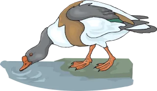 Duck Water Bird Stickdatei