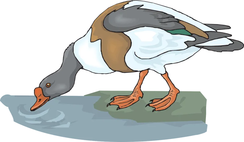 Duck Water Bird Stickdatei – Tiere