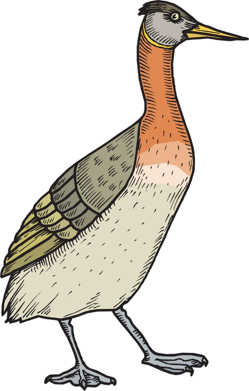 Bird Duck Wings Stickdatei – Natur